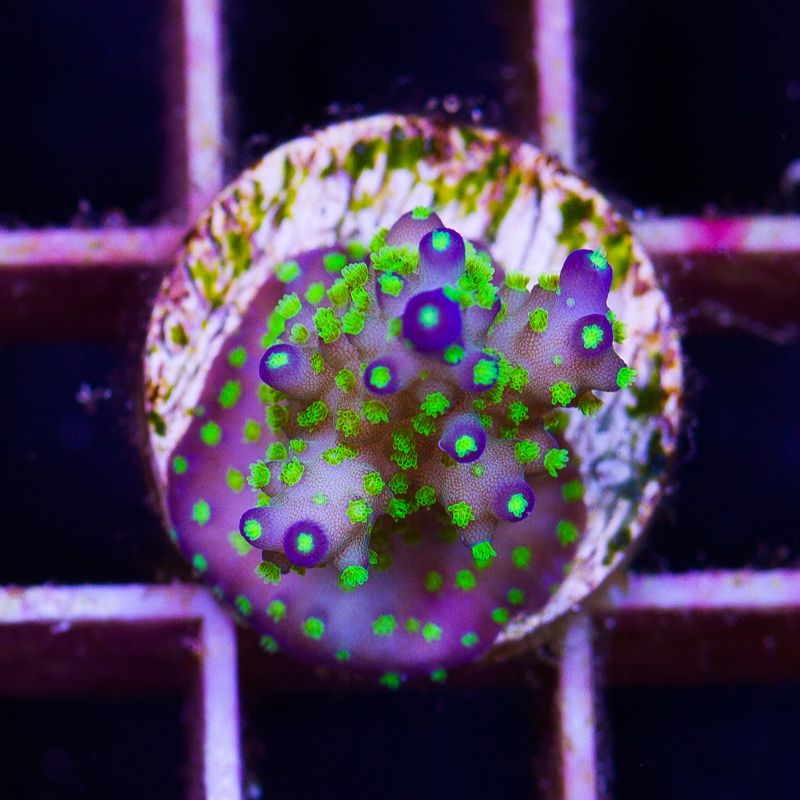 newcoral1378b - 85+ New WYSIWYG Acros at Cherry Corals!